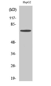 Anti-DDX51 Antibody Anti-DDX51 Antibody