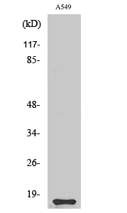 Anti-CST11 Antibody