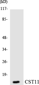 Anti-CST11 Antibody