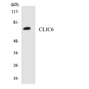 Anti-CLIC6 Antibody