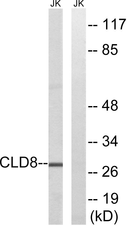 Anti-CLDN8 Antibody
