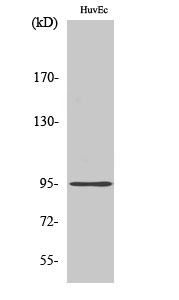 Anti-CDH26 Antibody Anti-CDH26 Antibody