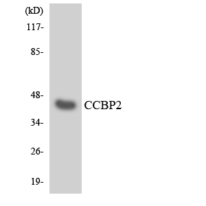 Anti-CCBP2 Antibody