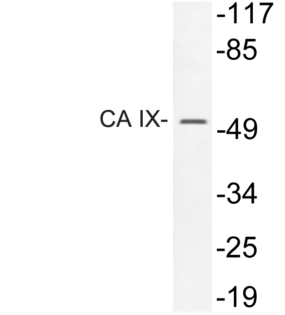 Anti-CA IX Antibody