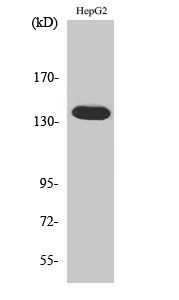 Anti-ATXN2 Antibody Anti-ATXN2 Antibody