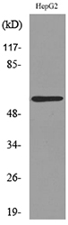 Anti-ASIC3 Antibody