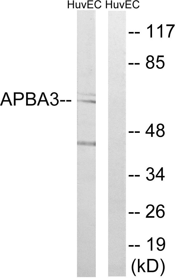 Anti-APBA3 Antibody