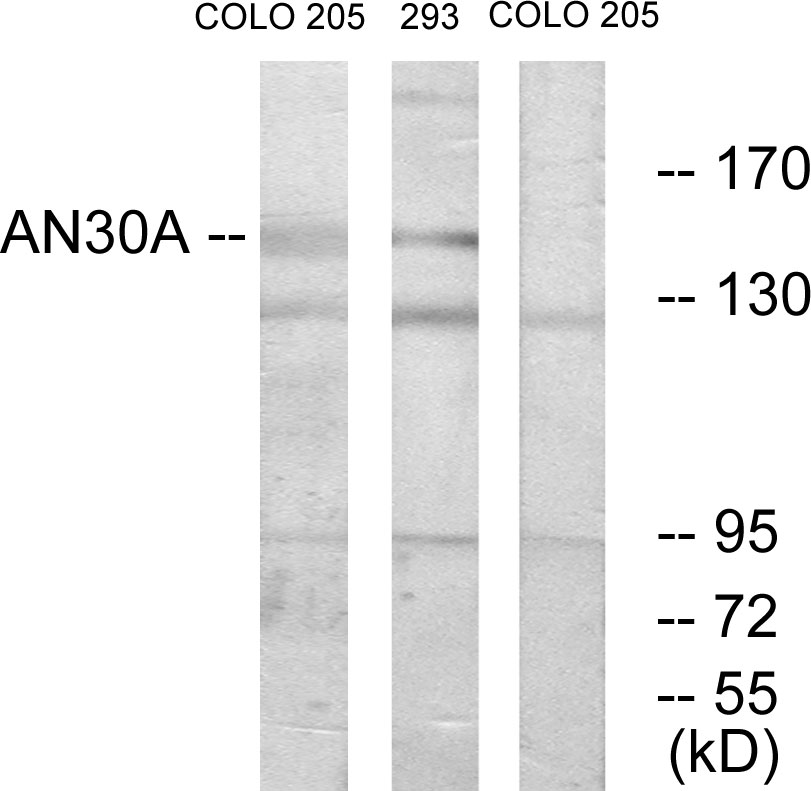 Anti-AN30A Antibody