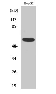 Anti-ACRBP Antibody Anti-ACRBP Antibody