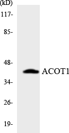 Anti-ACOT1 Antibody