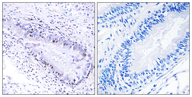 Anti-TEP1 Antibody