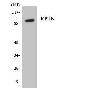 Anti-RPTN Antibody