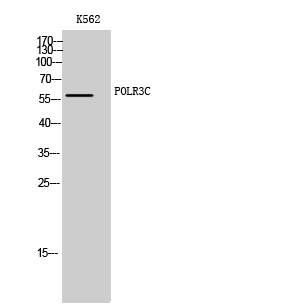 Anti-RPC3 Antibody