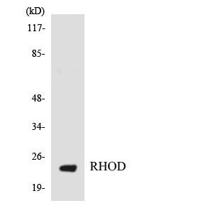 Anti-RHOD Antibody