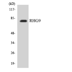 Anti-RHG9 Antibody
