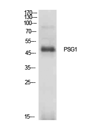 Anti-PSG1 Antibody