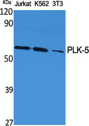 Anti-PLK5 Antibody Anti-PLK5 Antibody
