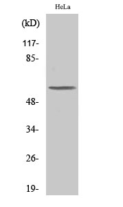 Anti-PLK5 Antibody Anti-PLK5 Antibody