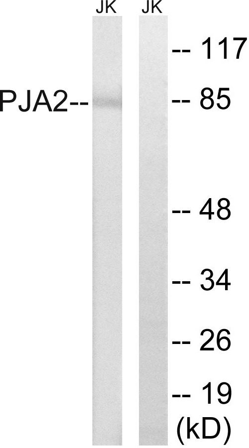 Anti-PJA2 Antibody