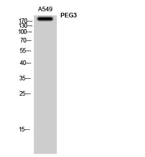 Anti-PEG3 Antibody