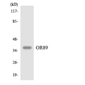 Anti-OR89 Antibody