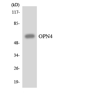 Anti-OPN4 Antibody