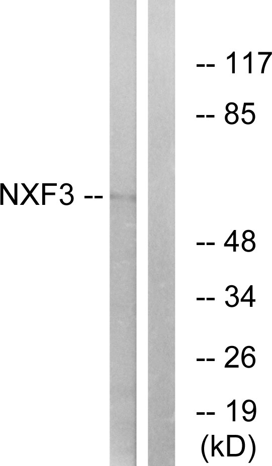 Anti-NXF3 Antibody