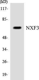 Anti-NXF3 Antibody