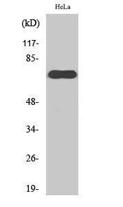 Anti-NXF1 Antibody
