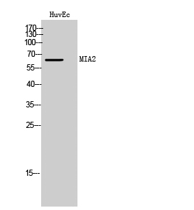 Anti-MIA2 Antibody