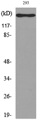 Anti-IL16 Antibody