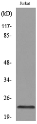 Anti-IFNE Antibody