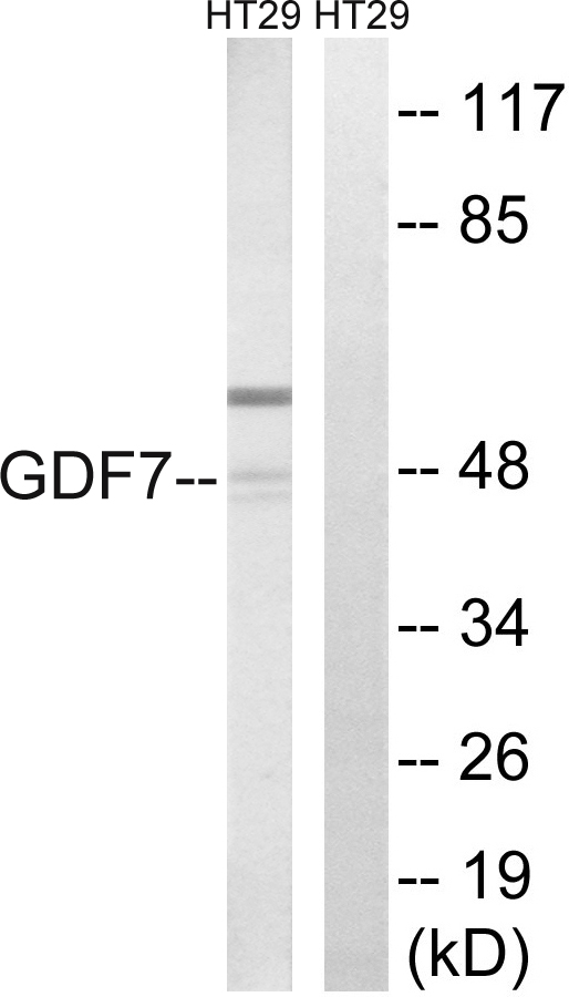 Anti-GDF7 Antibody
