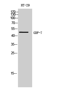 Anti-GDF7 Antibody Anti-GDF7 Antibody