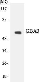 Anti-GBA3 Antibody