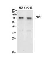 Anti-EMR2 Antibody