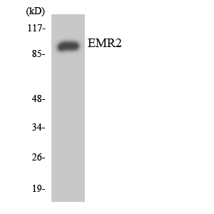 Anti-EMR2 Antibody