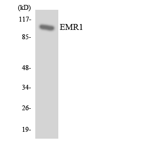 Anti-EMR1 Antibody
