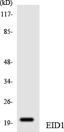 Anti-EID1 Antibody
