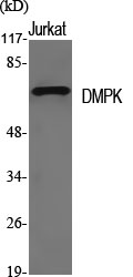 Anti-DMPK Antibody Anti-DMPK Antibody