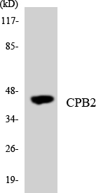 Anti-CPB2 Antibody