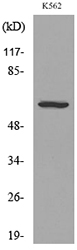 Anti-CD55 Antibody