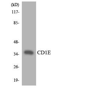 Anti-CD1E Antibody