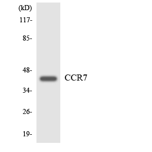 Anti-CCR7 Antibody