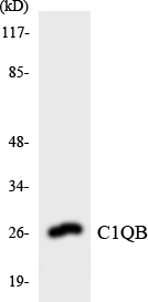 Anti-C1QB Antibody
