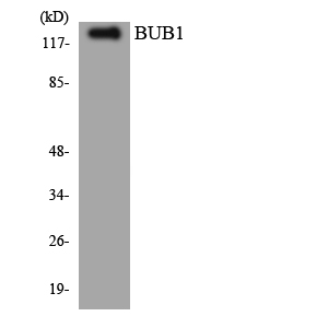 Anti-BUB1 Antibody