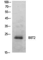 Anti-BST2 Antibody