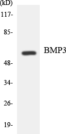 Anti-BMP3 Antibody