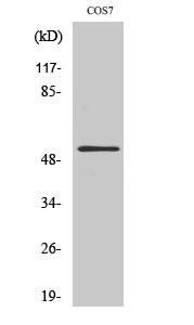 Anti-AVEN Antibody Anti-AVEN Antibody