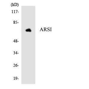 Anti-ARSI Antibody